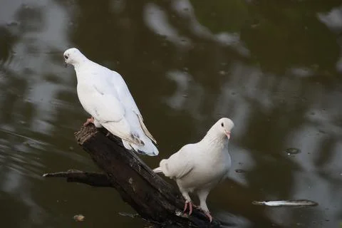 Pigeons sitting on a tree trunk Stock Photos
