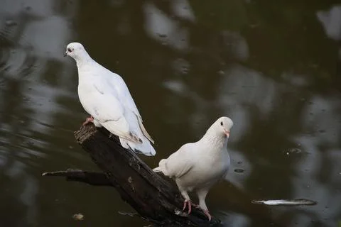 Pigeons sitting on a tree trunk Stock Photos