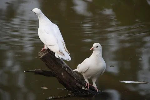 Pigeons sitting on a tree trunk Stock Photos