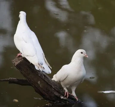 Pigeons sitting on a tree trunk Stock Photos