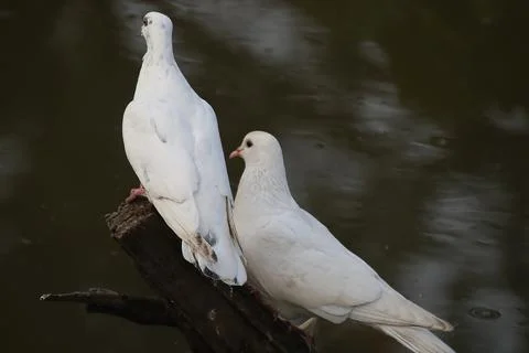 Pigeons sitting on a tree trunk Stock Photos
