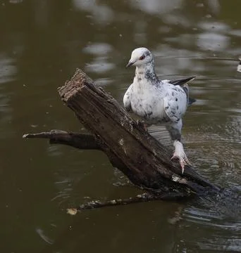Pigeons sitting on a tree trunk Stock Photos