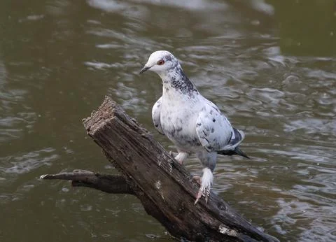 Pigeons sitting on a tree trunk Foto stock