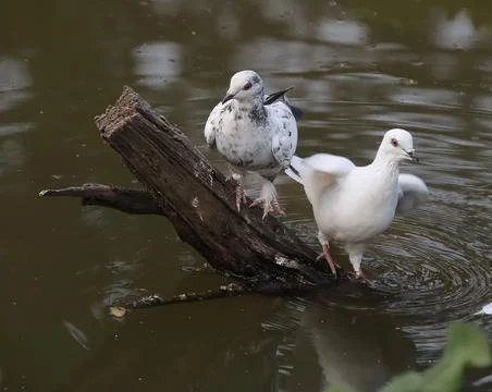 Pigeons sitting on a tree trunk Stock Photos