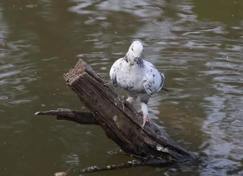 Pigeons sitting on a tree trunk Stock Photos