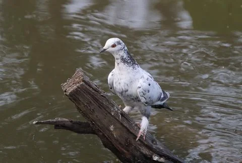 Pigeons sitting on a tree trunk Stock Photos