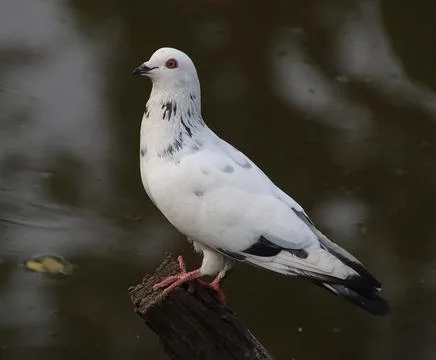 Pigeons sitting on a tree trunk Stock Photos