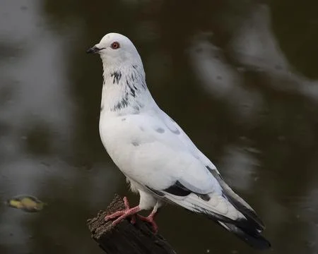 Pigeons sitting on a tree trunk Stock Photos