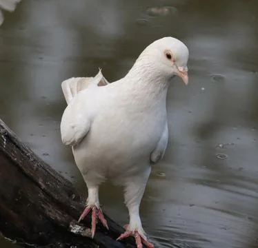 Pigeons sitting on a tree trunk Stock Photos