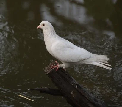 Pigeons sitting on a tree trunk Stock Photos