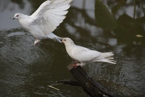 Pigeons sitting on a tree trunk Stock-Fotos