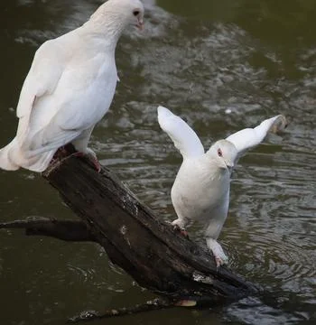 Pigeons sitting on a tree trunk Stock-Fotos