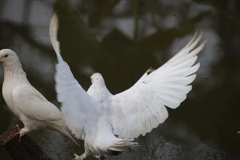 Pigeons sitting on a tree trunk Stock Photos