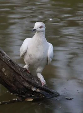 Pigeons sitting on a tree trunk Stock-Fotos