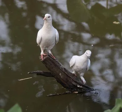 Pigeons sitting on a tree trunk Stock Photos