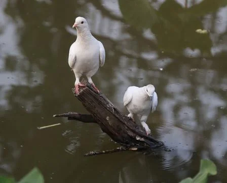 Pigeons sitting on a tree trunk Stock Photos