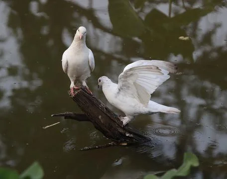 Pigeons sitting on a tree trunk Stock-Fotos