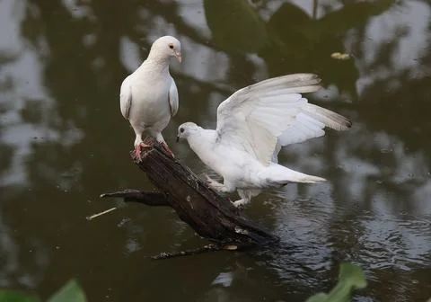 Pigeons sitting on a tree trunk Stock Photos