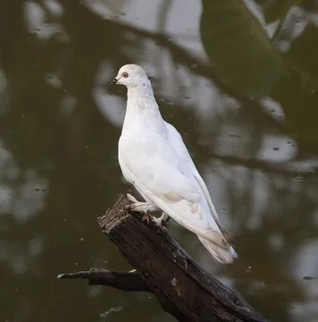Pigeons sitting on a tree trunk Stock-Fotos