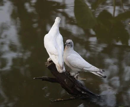 Pigeons sitting on a tree trunk Stock Photos