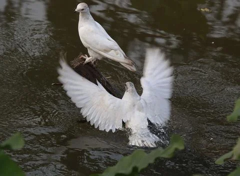 Pigeons sitting on a tree trunk Stock Photos