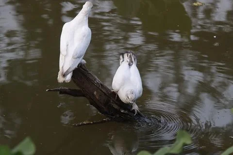 Pigeons sitting on a tree trunk Stock Photos