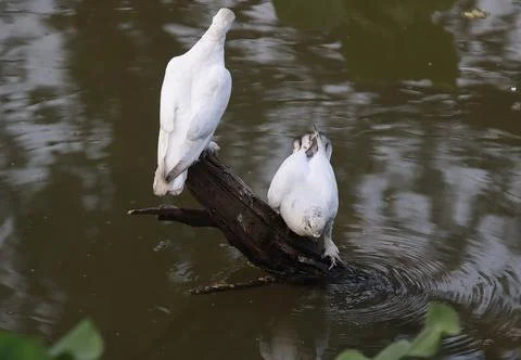 Pigeons sitting on a tree trunk Stock Photos