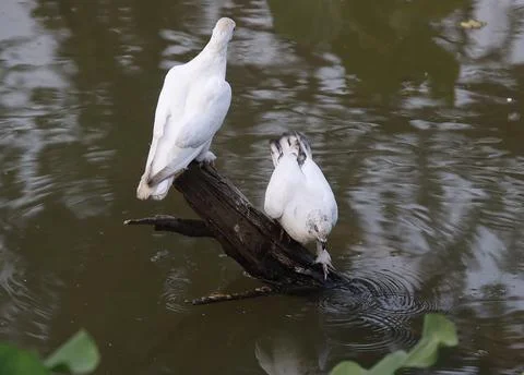 Pigeons sitting on a tree trunk Stock Photos