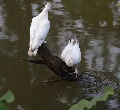 Pigeons sitting on a tree trunk Stock Photos