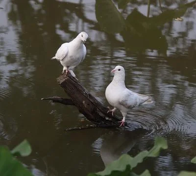 Pigeons sitting on a tree trunk Stock-Fotos