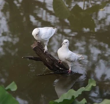 Pigeons sitting on a tree trunk Stock Photos