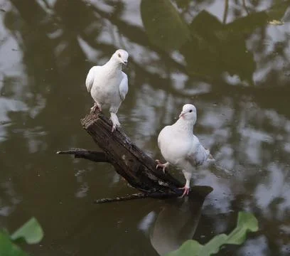 Pigeons sitting on a tree trunk Stock Photos