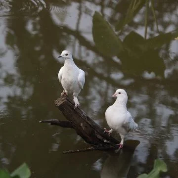 Pigeons sitting on a tree trunk Stock Photos