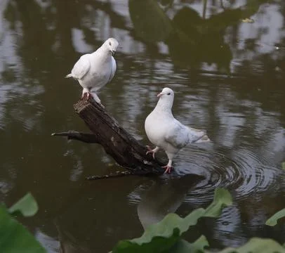 Pigeons sitting on a tree trunk Stock Photos