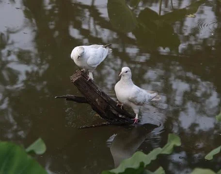 Pigeons sitting on a tree trunk Stock Photos
