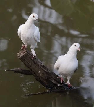 Pigeons sitting on a tree trunk Stock Photos