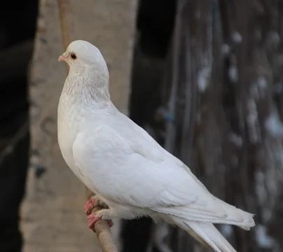 Pigeons sitting on a tree trunk Stock-Fotos