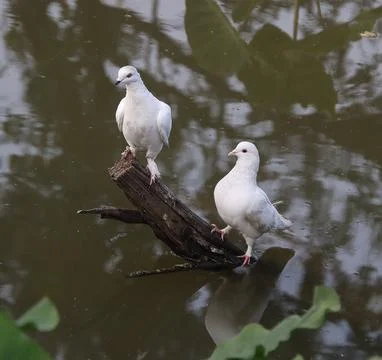 Pigeons sitting on a tree trunk Stock Photos