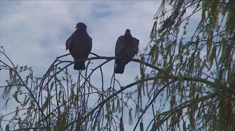 Pigeons sitting in a tree, the weather is really bad wind blows Vídeos de archivo 25596689
