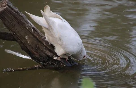 Pigeons sitting on the trunk of a tree drinking water from the river Stock Photos