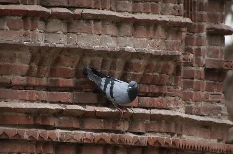Pigeons sitting on the wall Stock Photos