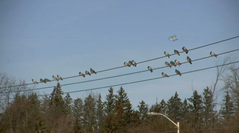 Pigeons Sitting on a Wire 1 (High Definition) Stock Footage 367013