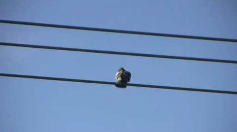 Pigeons Sitting on a Wire 2 (High Definition) Video stock 367024
