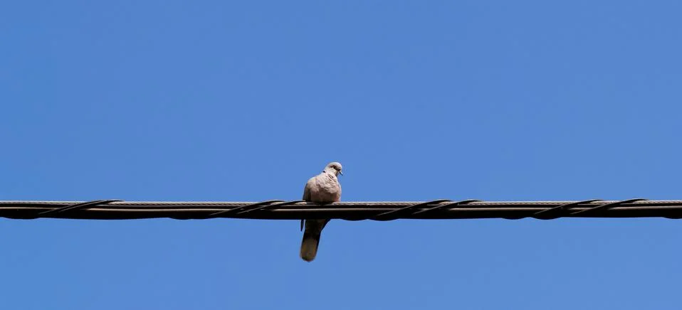 Pigeons sitting on wire Stock Photos