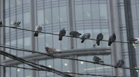Pigeons sitting on the wires Stock Footage 44856927