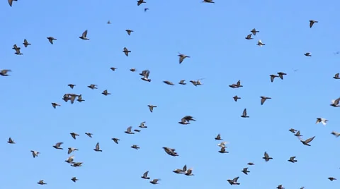 Pigeons on the sky Stock Footage 29233099
