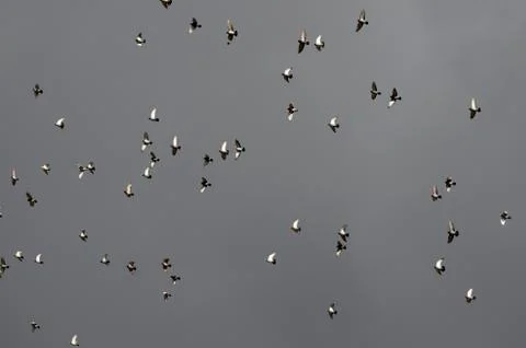 Pigeons on the sky Stock Photos