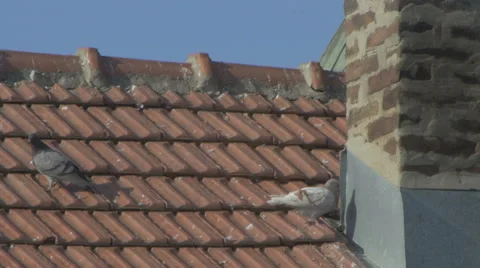 Pigeons (sleeping) 4K Stock Footage 42671131