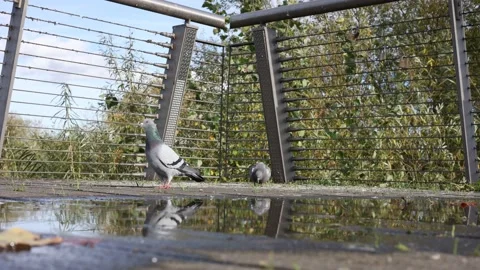 Pigeons Slow motion 50fps Video stock 220351674
