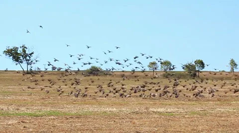 Pigeons Slow Motion Stock Footage 29228139